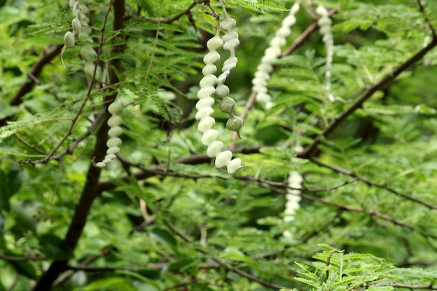 Close-up view of the acacia nilotica pods.