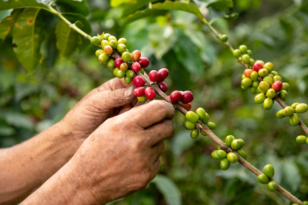 A close up view of a arabica coffee farmer's hands picking beans of a plant on his farm in Colombia