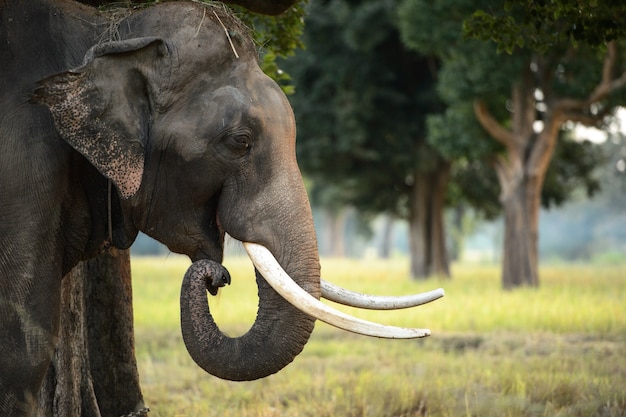 Close up view of Asian elephant's head photographed in jungle setting of Thailand.