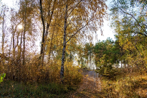 A close-up view of an autumn tree with lots of yellow leaves on a summer day.