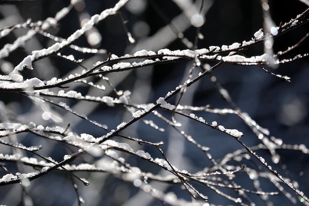 Close up view of bare tree branches with clean white snow in winter season begin