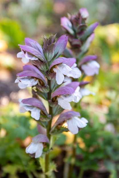 Close up view of a bear's foot plant (Acanthus mollis) flower.