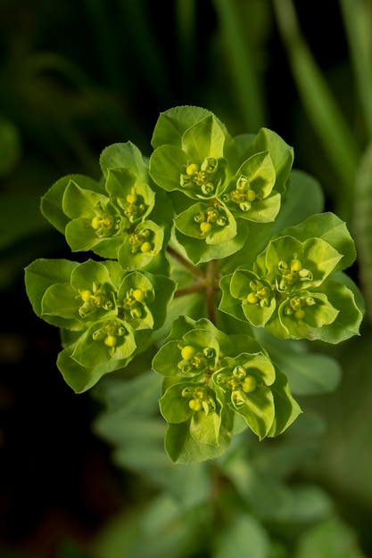 Close up view of the beautiful euphorbia helioscopia wildflower.