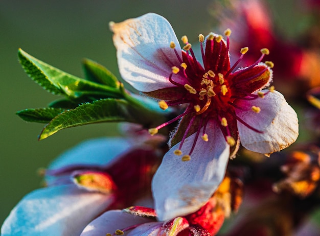 Close up view of a beautiful flower outdoors in nature