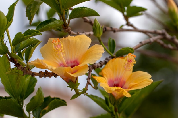 Close up view of a beautiful hibiscus yellow flower in the garden.