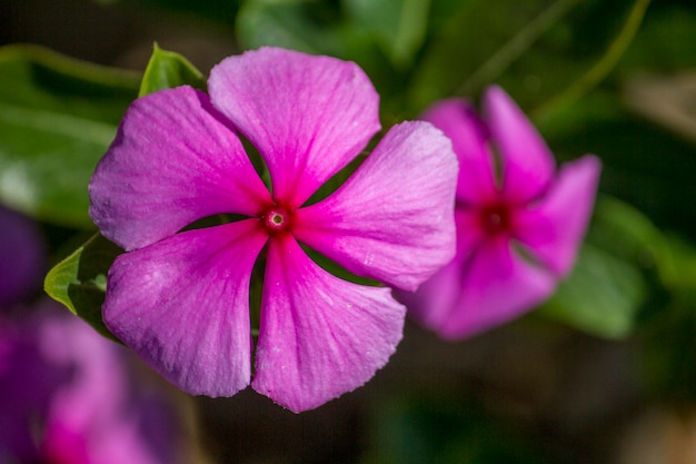 Close up view of a beautiful purple Periwinkle flower in the garden.