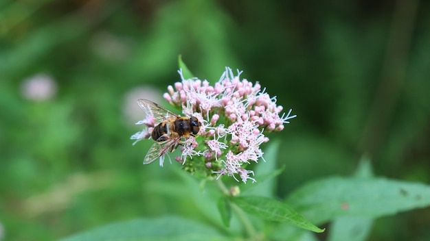 Close up view of a bee on pink flower with blurred background