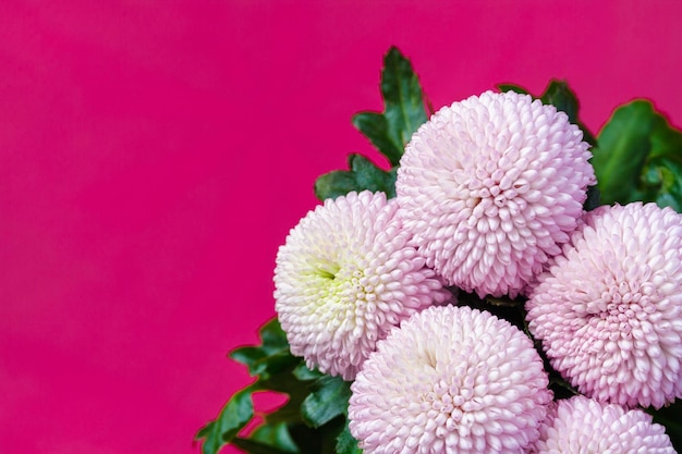 Photo close up view on a bouquet of the pink chrysanthemum flowers on a purple background