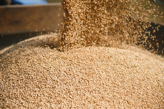 Close up view of combine harvester pouring a tractortrailer with grain during harvesting