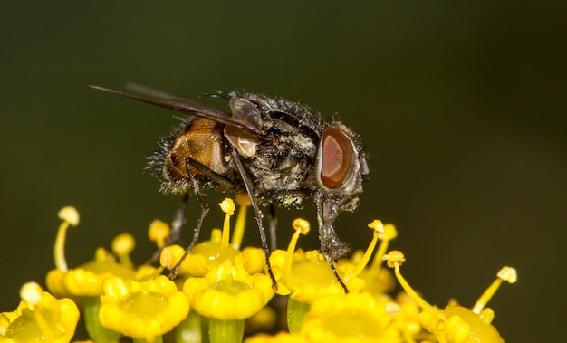 Close up view of a common fly insect on top of flower.