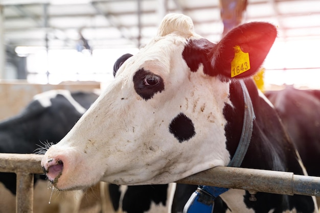 Close up view of cow Portrait animal countryside farming