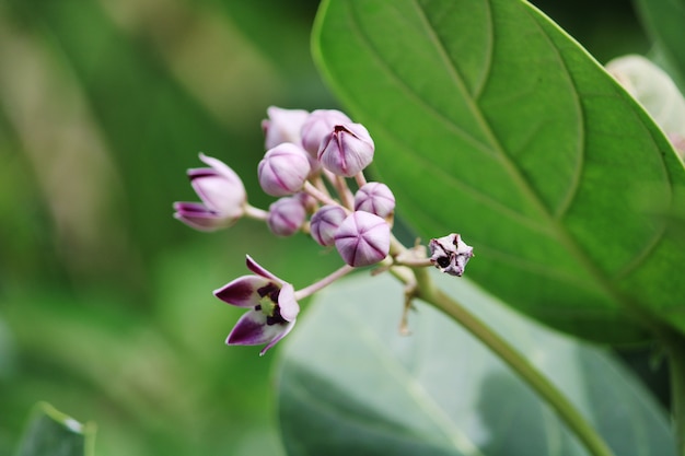 Close-up view of the Crown Flower. Arka Plant.