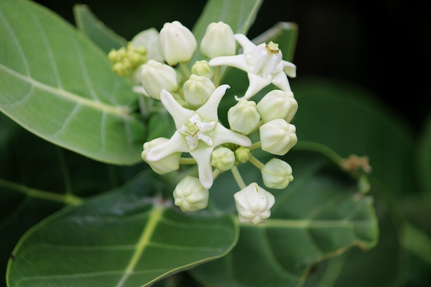 Close-up view of the Crown Flower. White Arka Plant.