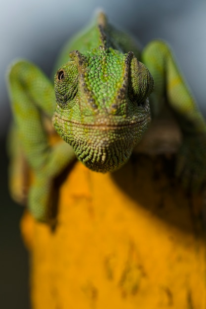 Close up view of a cute green chameleon on the wild.