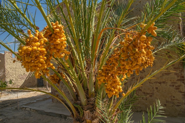 Close up View of Date Palm Tree