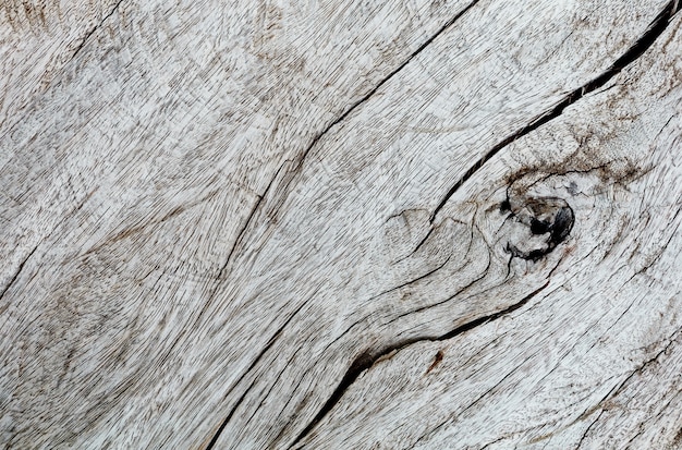 Close-up view dried wood