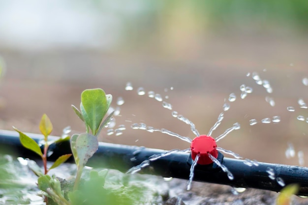 Close up view of drip irrigation pipe puring water into the plantation in the orchard