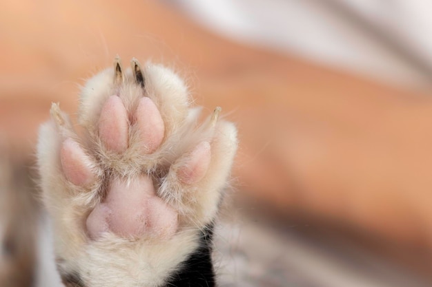 Close up view of feline cat paw with dirt on sharp nails and copy space