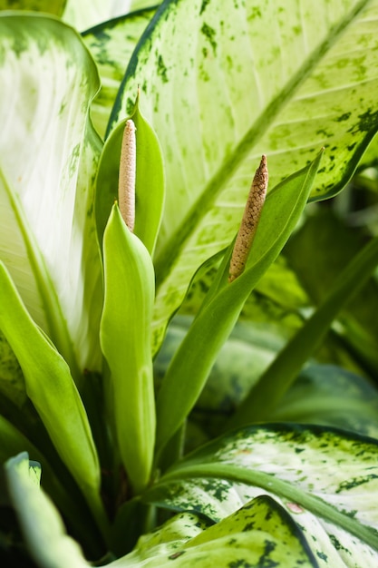 Close up view of fresh green leaf