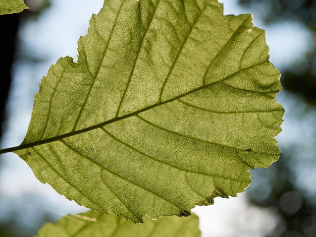 Photo close up view to the fresh green linden tree leaf selective focus latvia