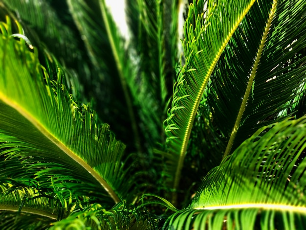 Close-up view of fresh green palm tree leaf. Selective focus.