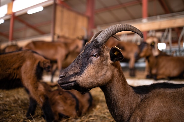 Close up view of goat domestic animal at farmhouse