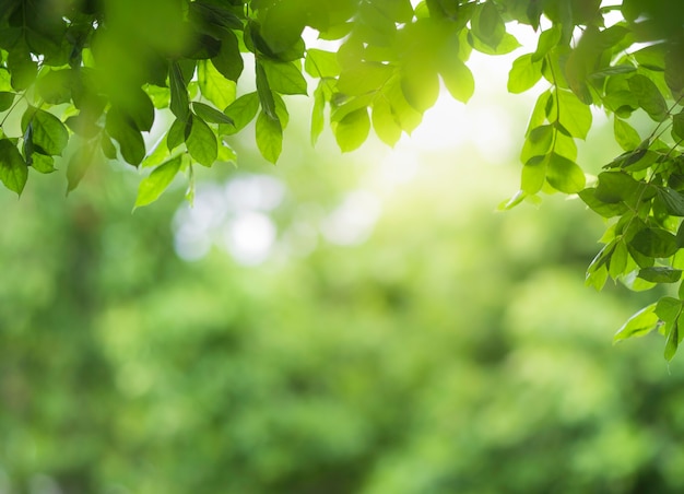 Close up view of green leaf on greenery blurred and sunlight  in garden using for natural green plant