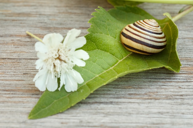 Close-up view of the green leaf with the white flower and the snail