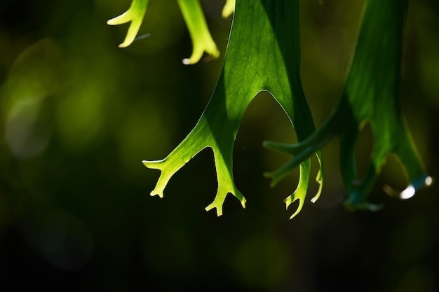 Close-up view of the green leaves in the rainforest