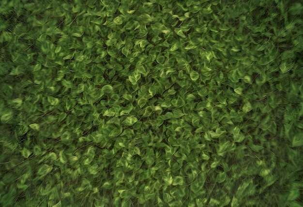 Close Up View of Green Leaves in the Sunlight