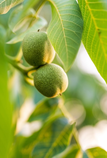 Close up view of green nut on the tree Natural branch of summer organic food