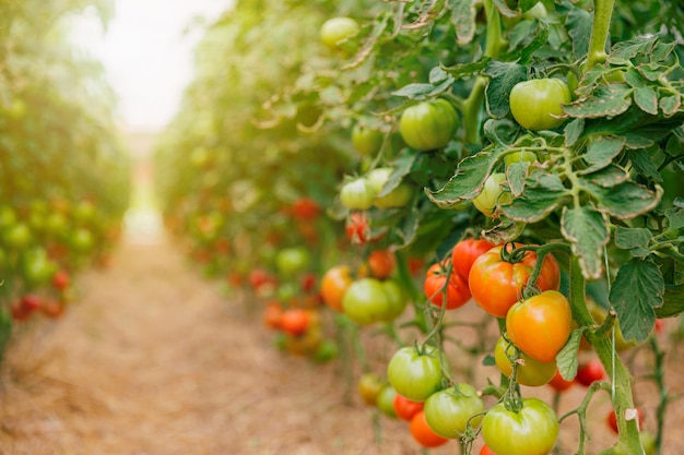 Close up view of green and red tomatoes in greenhouse on blurred background