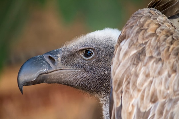 Close up view of a Griffon Vulture (Gyps fulvus) bird.