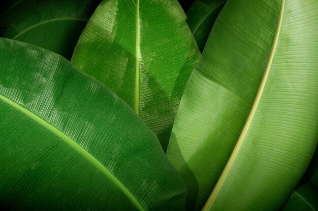 Close up view of a large tropical banana leaf