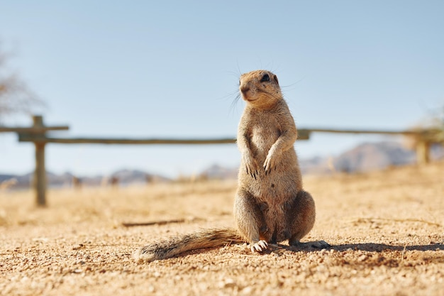 Close up view of little gopher outdoors