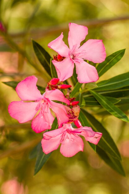 Close up view of Oleander Flowers (Nerium oleander).