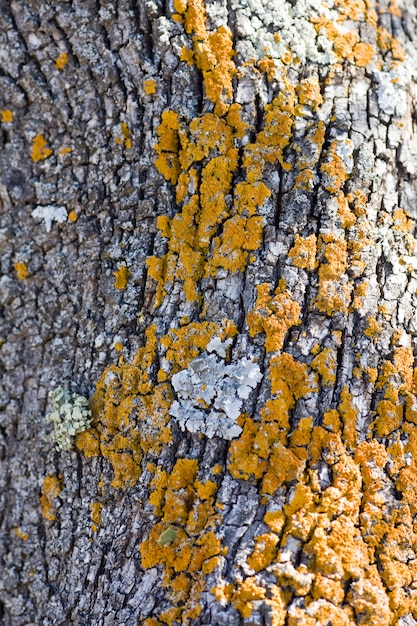 Close up view of an olive tree bark texture with yellow fungus.