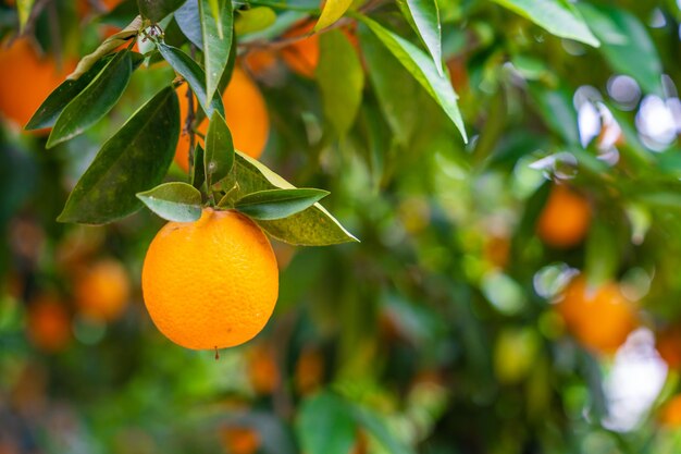 Close up view of orange fruits on trees in the garden of Turkey