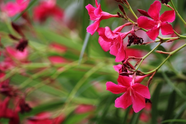 Close up view of the Phlox paniculata flower