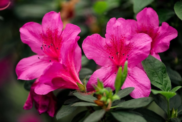 Close up view of pink blossoming flowers with green leaves