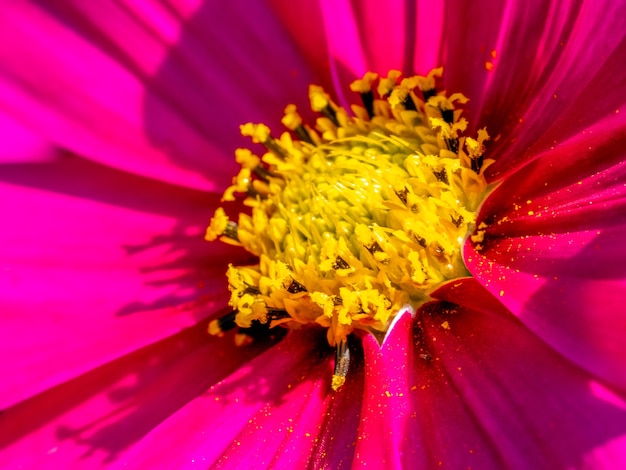 Close-up view of a pink and yellow Cosmos flower