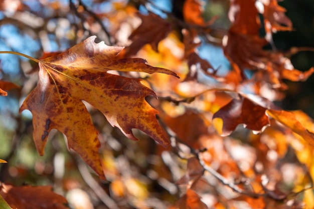 Close up view of plane tree dry leaf in autumn background