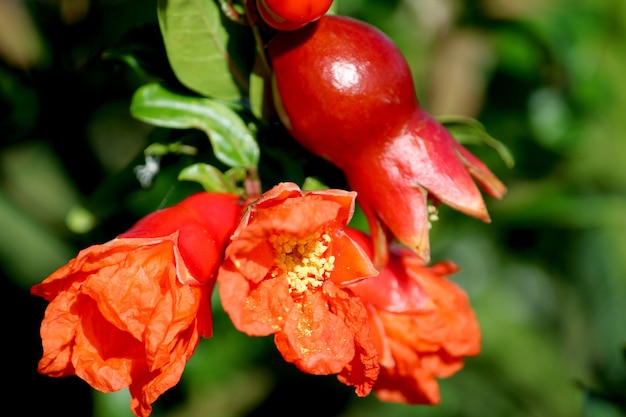 A close-up view of the pomegranate flowers hanging on the tree.