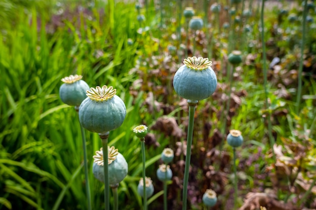 Close up view of poppy seed head growing in the farm garden outside