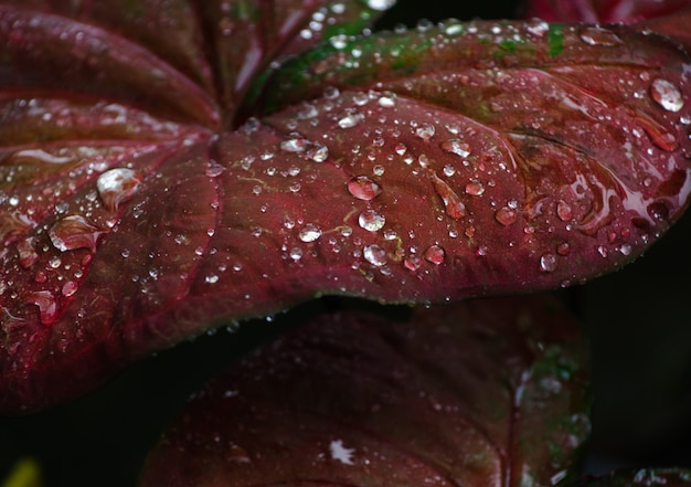 Close-up view of rain drops on leaf