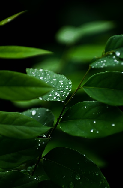 Close-up view of rain drops on leaf