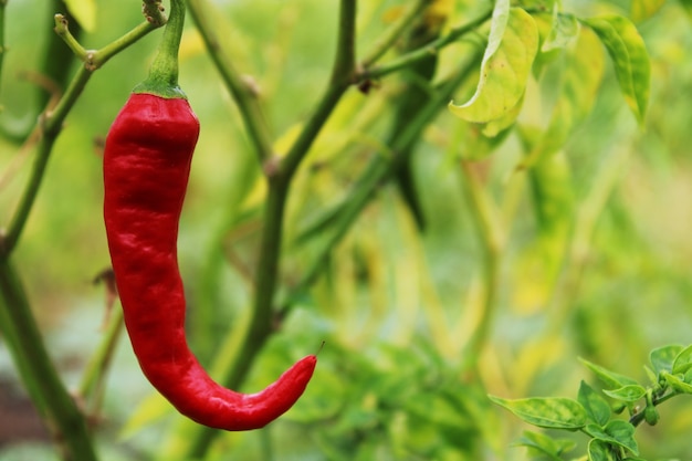 Close-up view of Red chili. Chili farm.