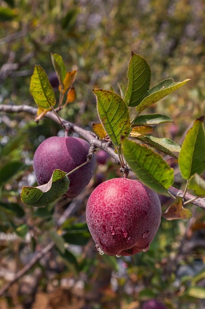 Close up view of ripe apples with water drops on a branch with leaves against blurred background