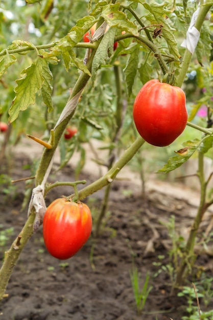 Close-up view of the ripe tomatoes growing in the greenhouse. Tomatoes on the garden bed with red fruits.