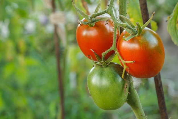 Close-up view of the ripe and unripe tomatoes growing in the greenhouse